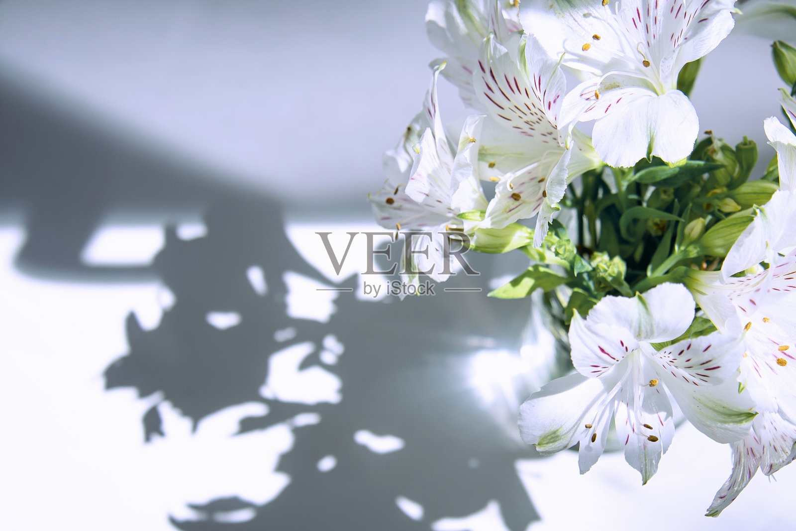 白色的桌子上放着一束白花，在阳光的照射下，影子落了下来。花的概念,背景。照片摄影图片