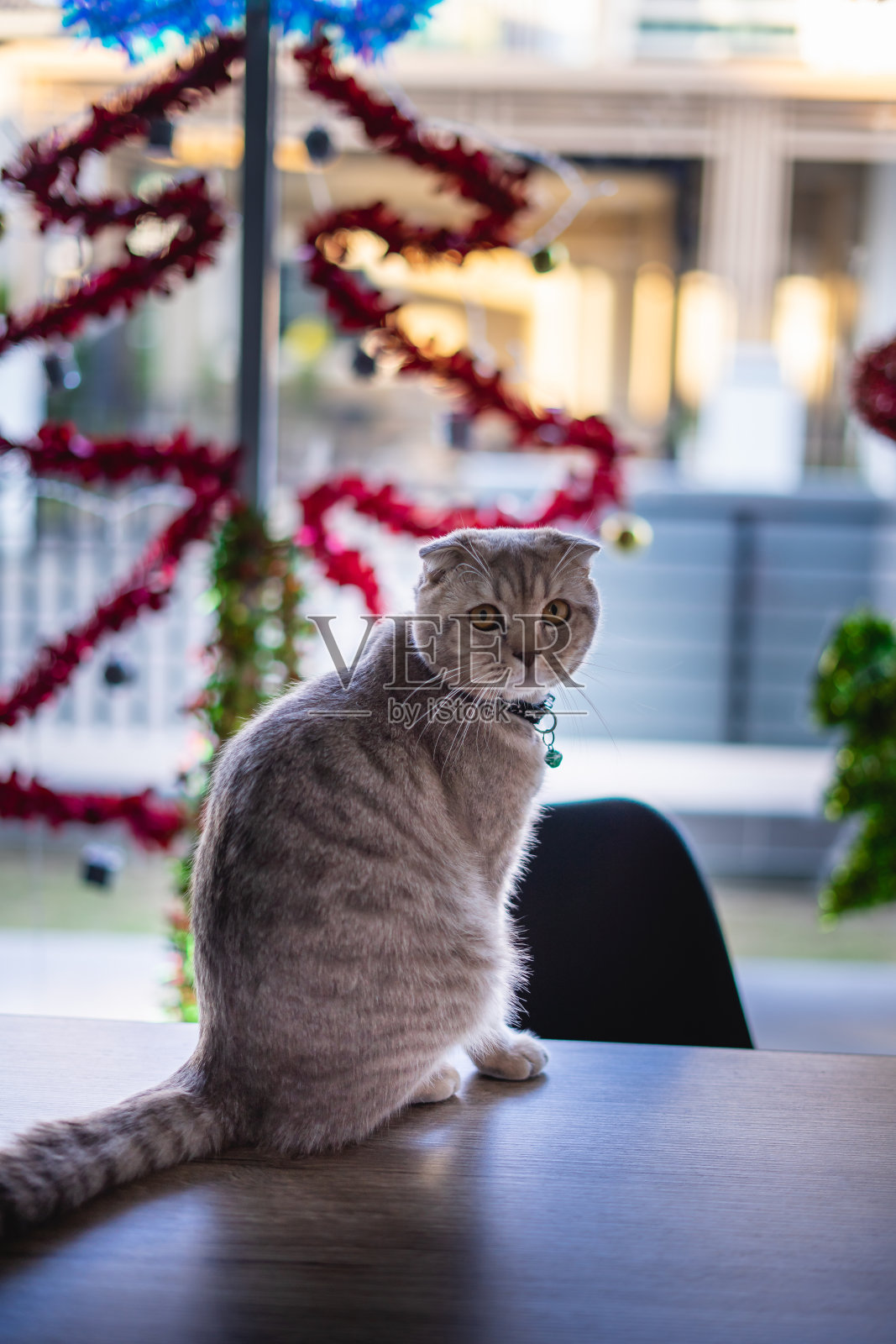 可爱的猫圣诞季节假期和庆祝新年圣诞灯照片摄影图片