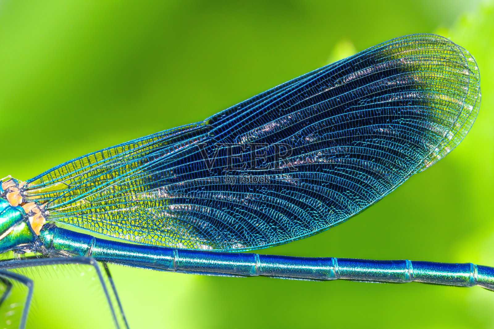 细节昆虫蓝翅膀蜻蜓特写照片摄影图片