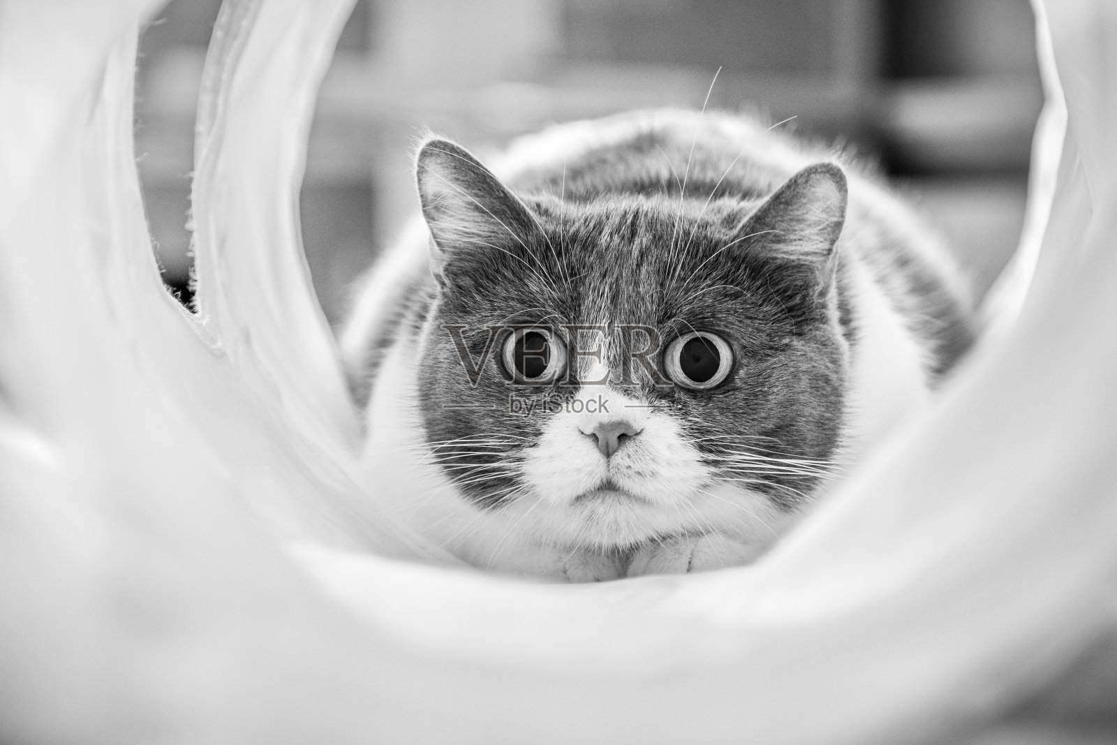 在隧道里玩的时候，瞳孔放大的可爱猫专注于一个目标;黑色和白色照片摄影图片