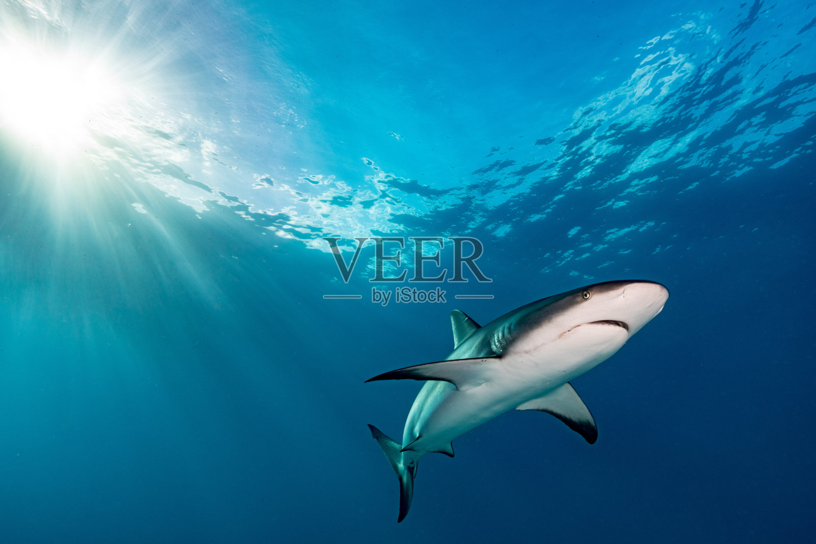 灰礁鲨照片摄影图片