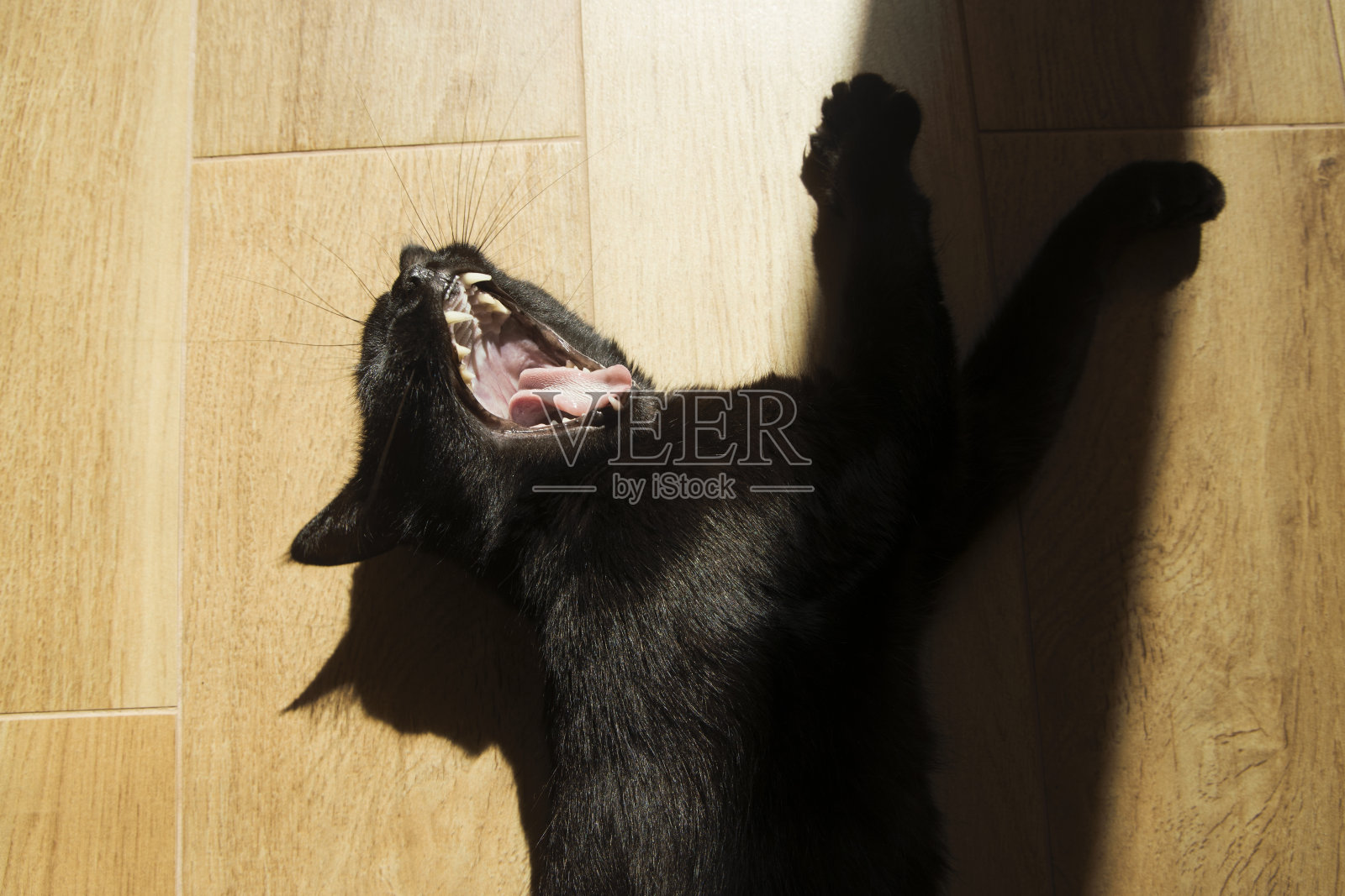 黑猫躺在木制的背景上打呵欠。照片摄影图片