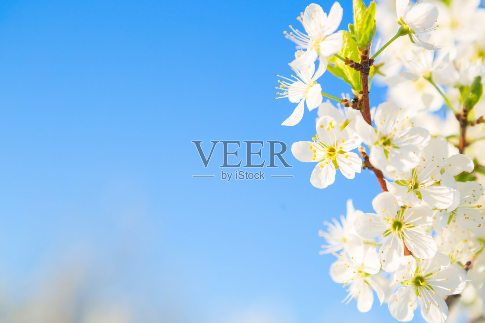 白色的樱花在阳光明媚的春天盛开。盛开的樱花树在天空背景在花园或公园。樱花。照片摄影图片