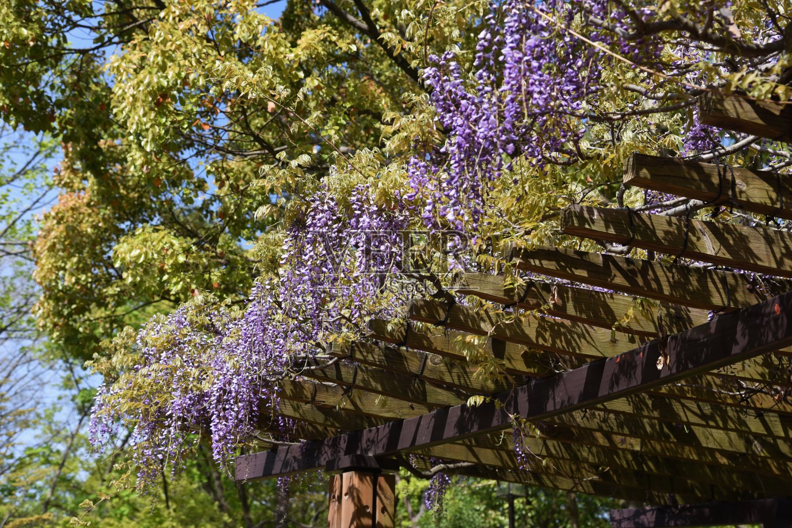 紫藤盛开的鲜花照片摄影图片