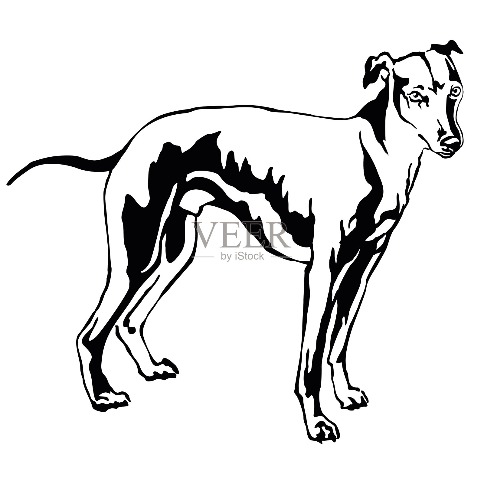 装饰站立肖像狗惠比特，矢量插图插画图片素材