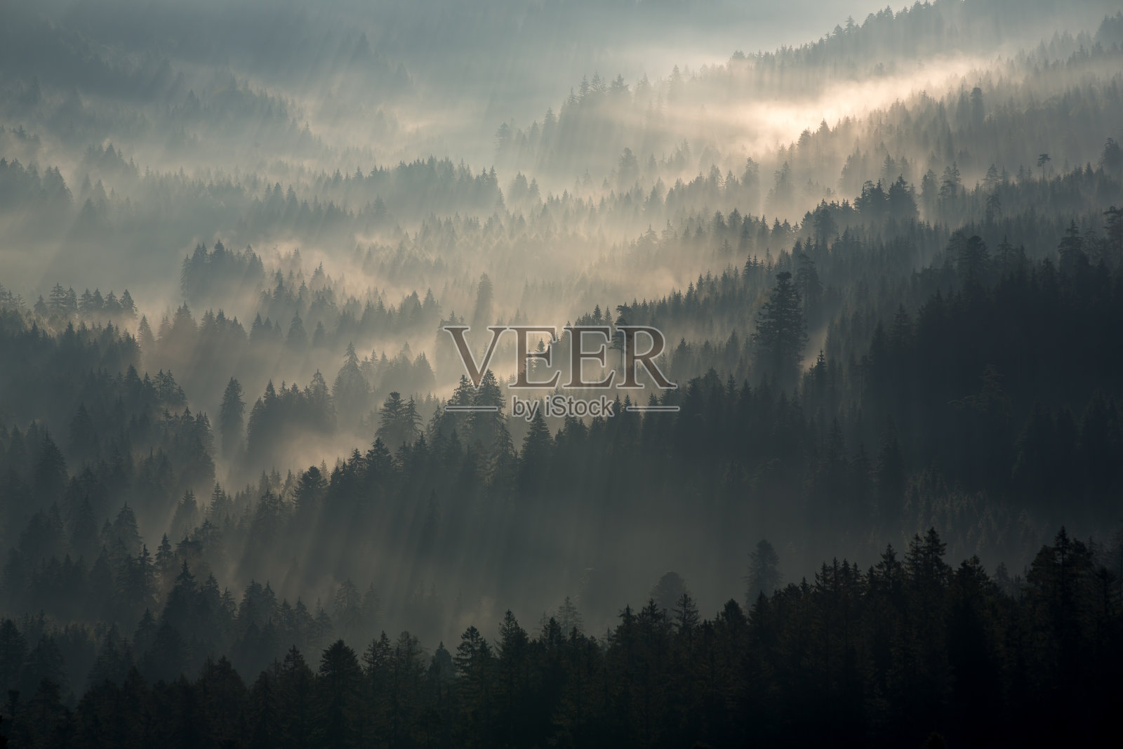 晨雾从剪影般的森林中升起照片摄影图片