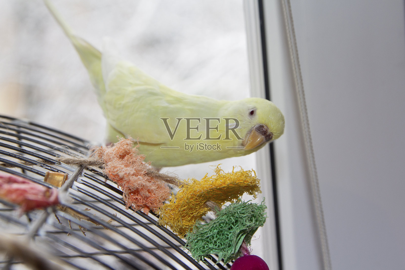 黄色的鹦鹉坐在笼子上玩玩具。鸟照片摄影图片