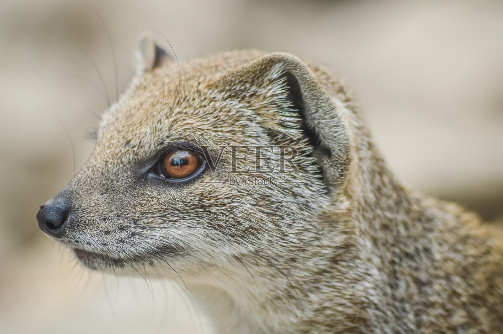 一个小猫鼬的特写肖像。(Cynictis penicillata)照片摄影图片