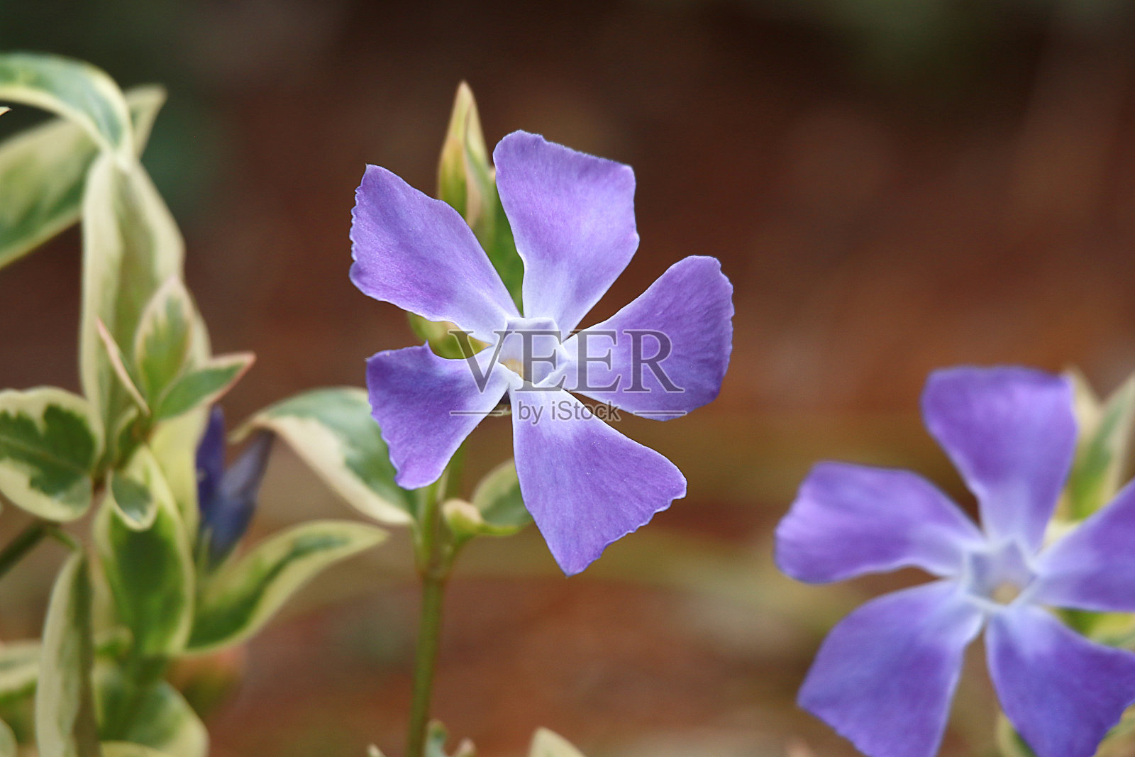 花园中长春花(主要长春花)的蓝色花照片摄影图片