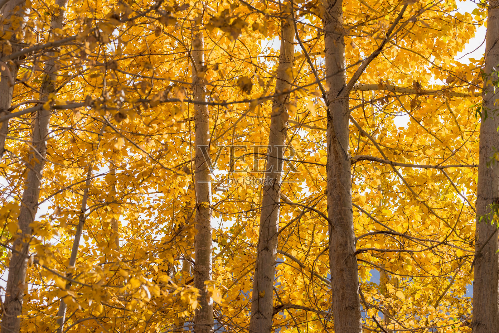 美丽多彩的秋叶/绿色，黄色，橙色，照片摄影图片