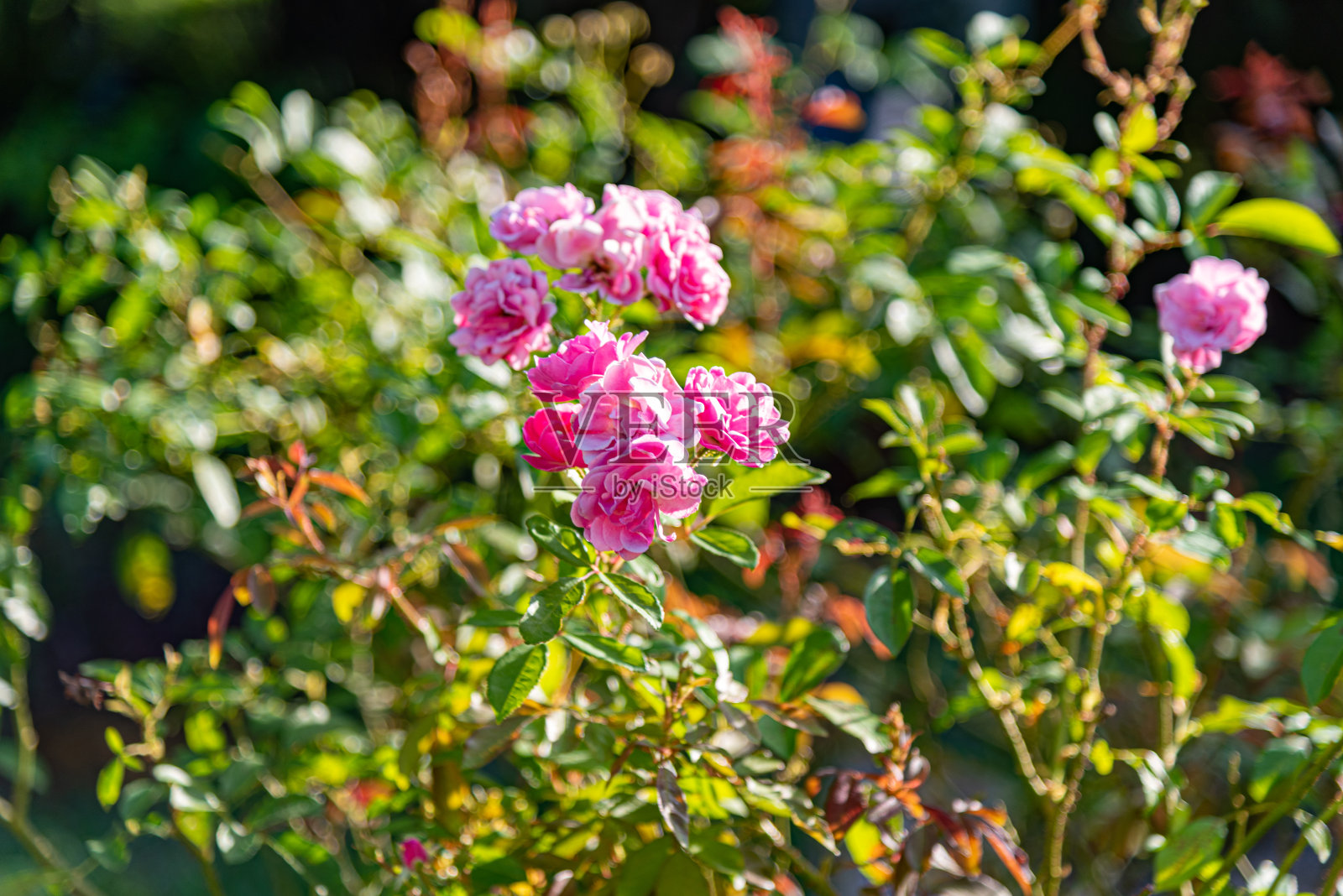 玫瑰花朵。玫瑰是世界上最受欢迎的花之一照片摄影图片