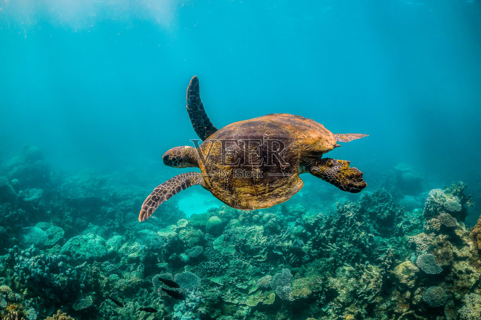 绿色海龟在野外游泳在五颜六色的珊瑚礁照片摄影图片