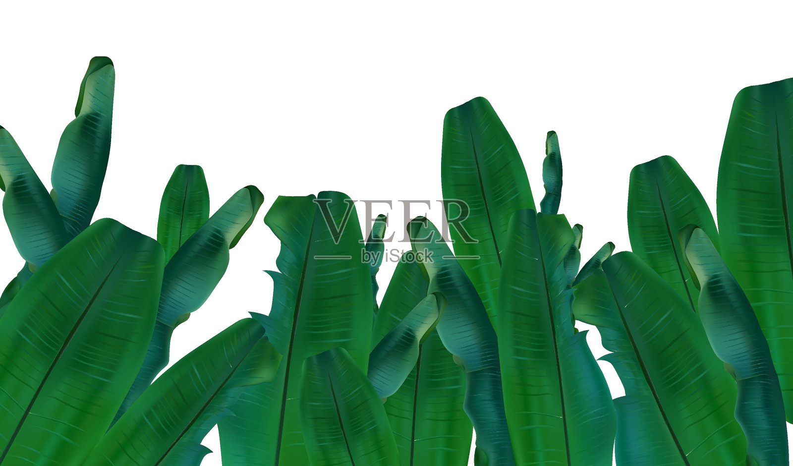 收集热带异域棕榈叶。从不同的角度看香蕉叶。3D现实芭蕉叶与复制空间为您的文本。图标集。矢量图设计元素图片