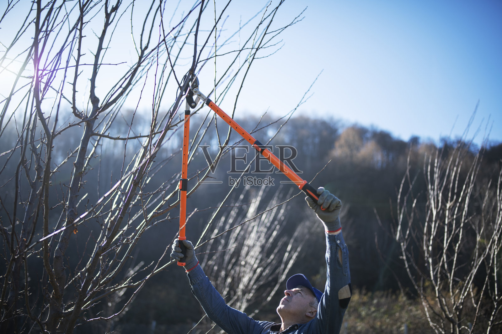 农民在果园里修剪树木。照片摄影图片