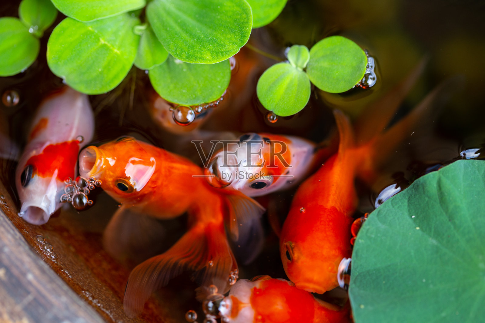 金鱼在美丽的小花园的小池塘里照片摄影图片