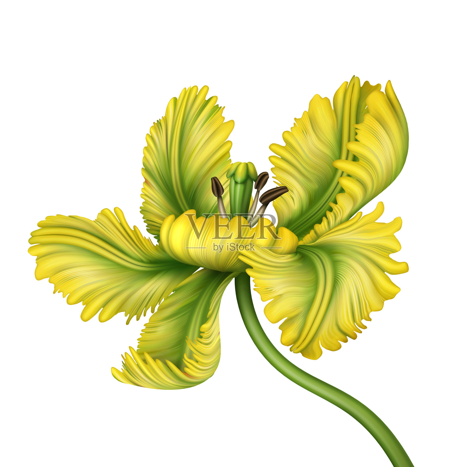数字植物插图的一个美丽的黄色鹦鹉郁金香花孤立在白色的背景。热带花卉剪辑艺术，详细的开花宏设计元素图片
