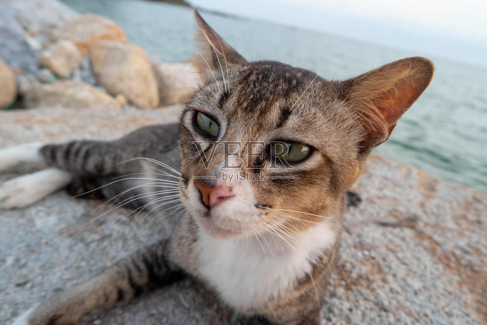 一只猫在海边的岩石上。照片摄影图片