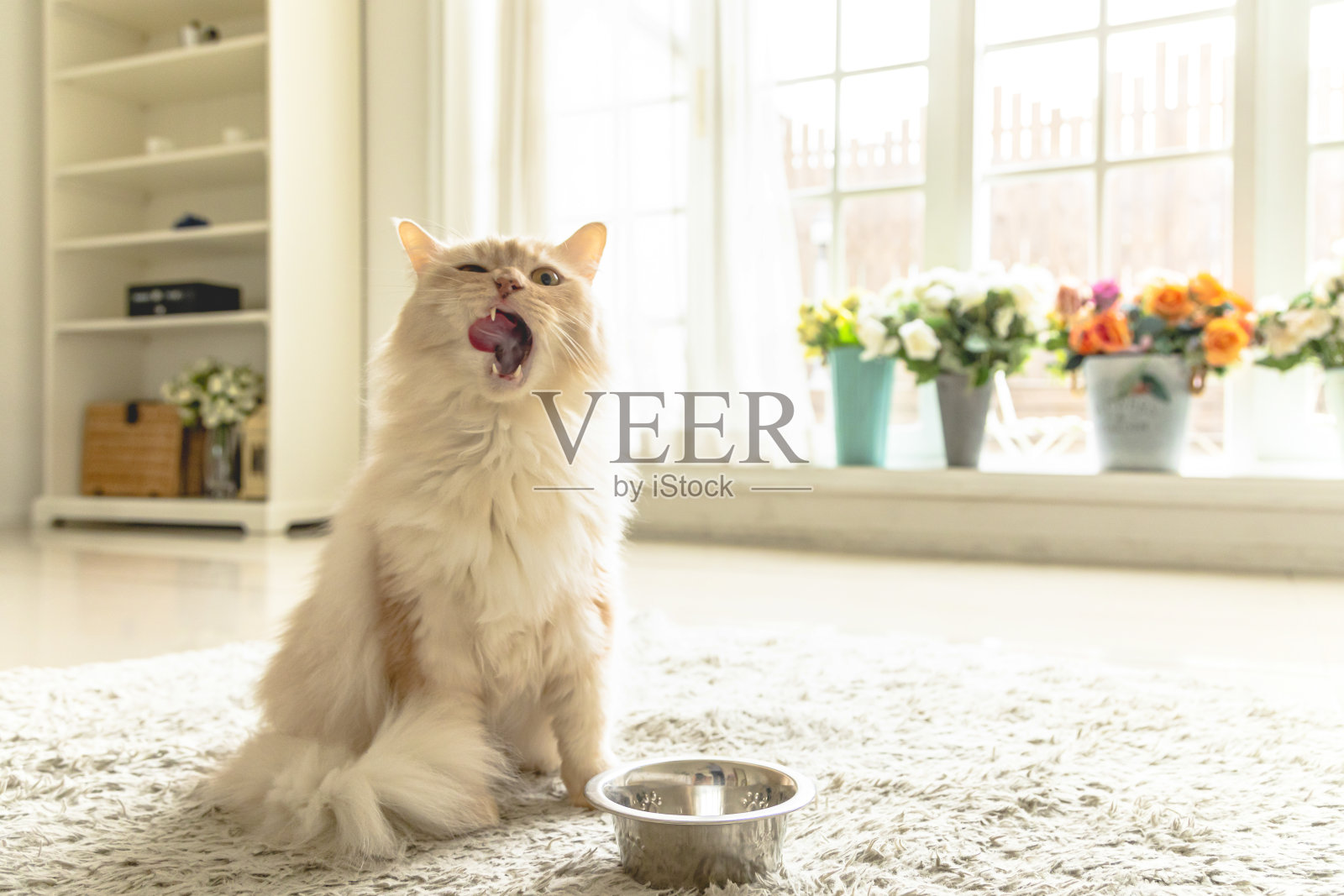一只奶油猫在吃他的食物。照片摄影图片