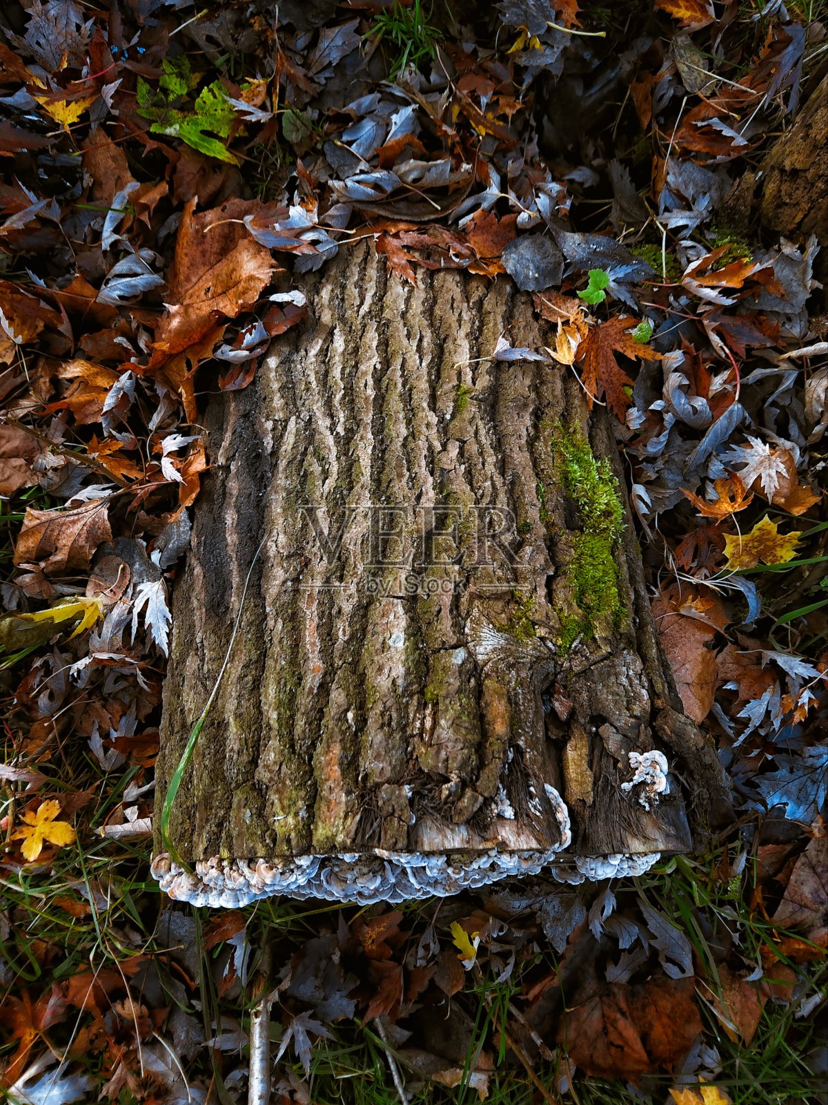 一棵老树的树皮被秋叶包围着照片摄影图片