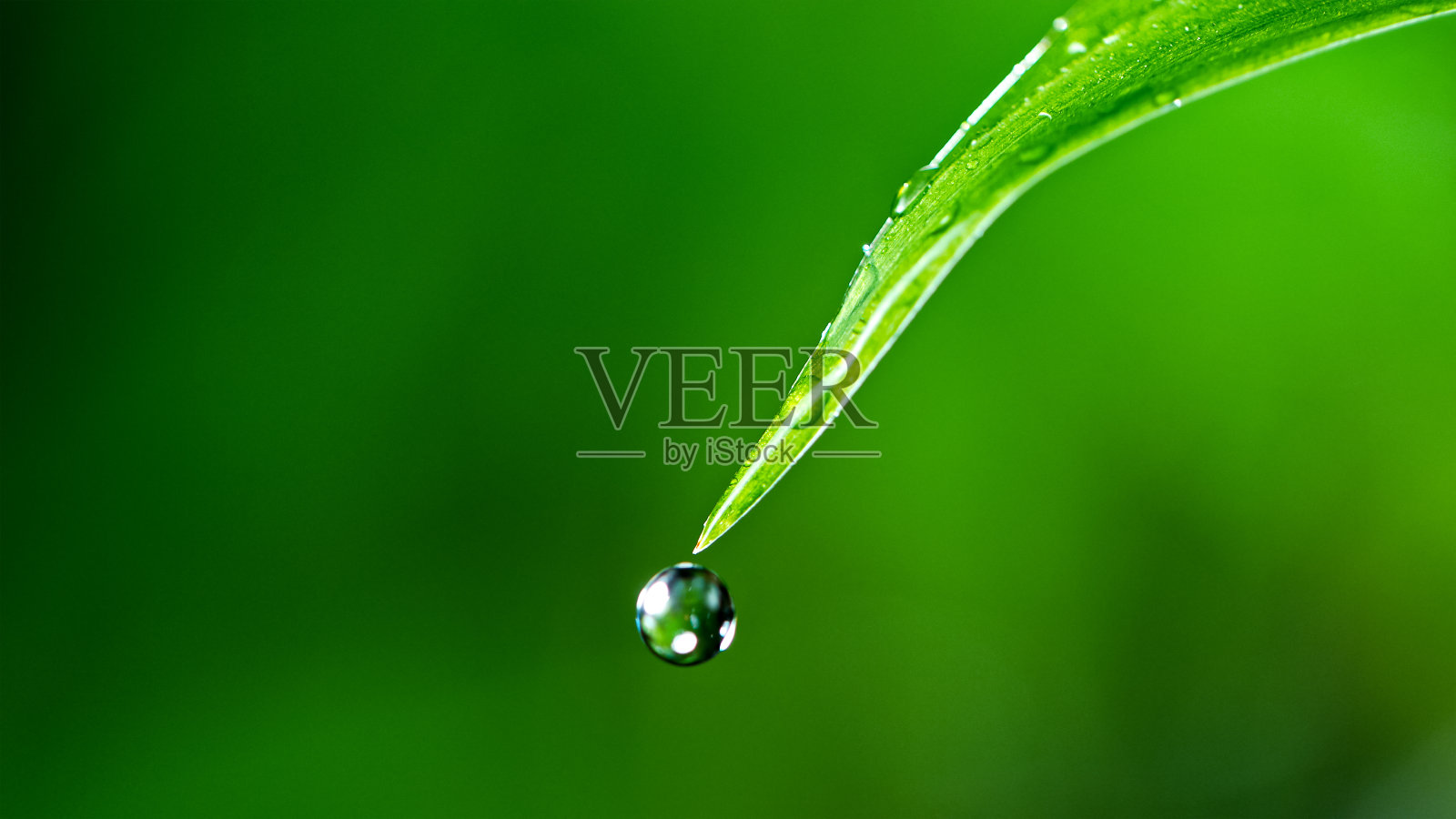 微距拍摄的水滴在绿色的草叶照片摄影图片