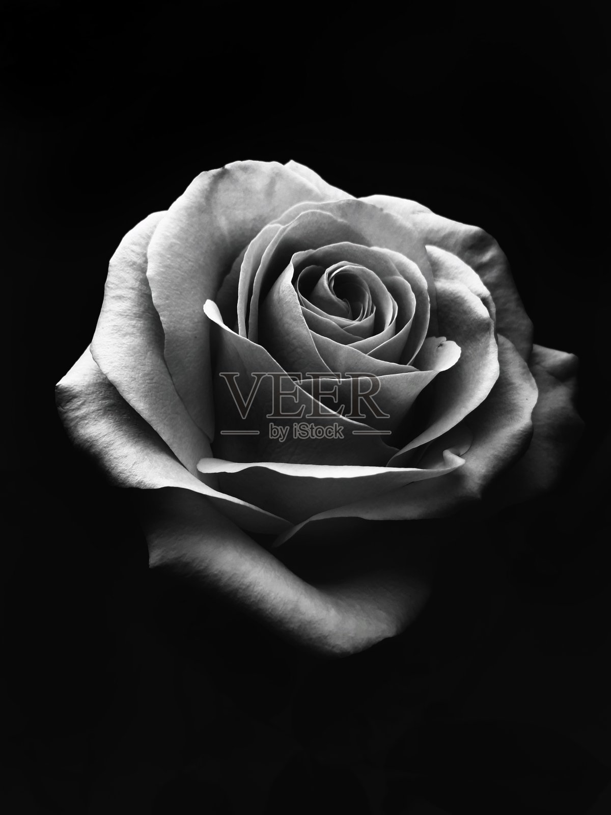 黑色背景上的玫瑰照片摄影图片