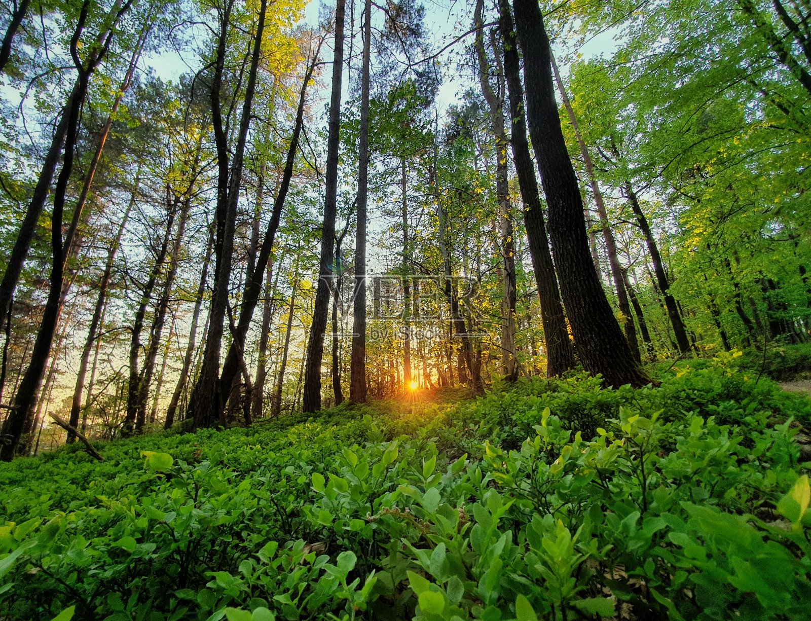 春天日落时的绿林。照片摄影图片