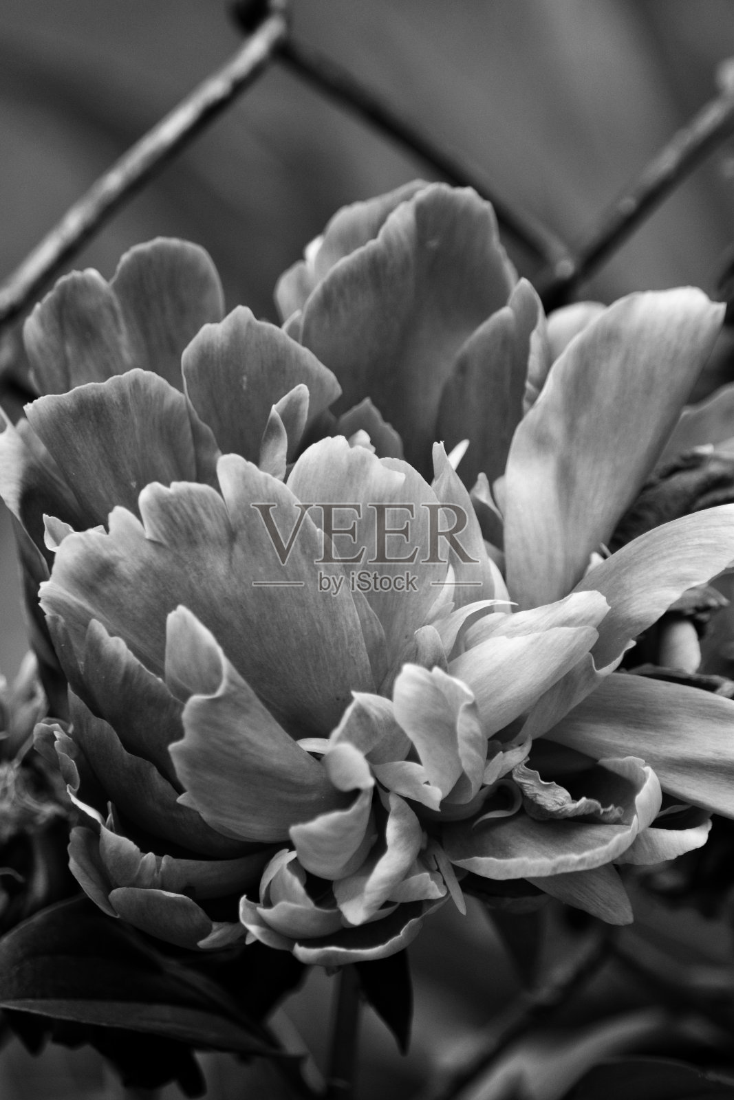 黑白牡丹花，近距离照片摄影图片