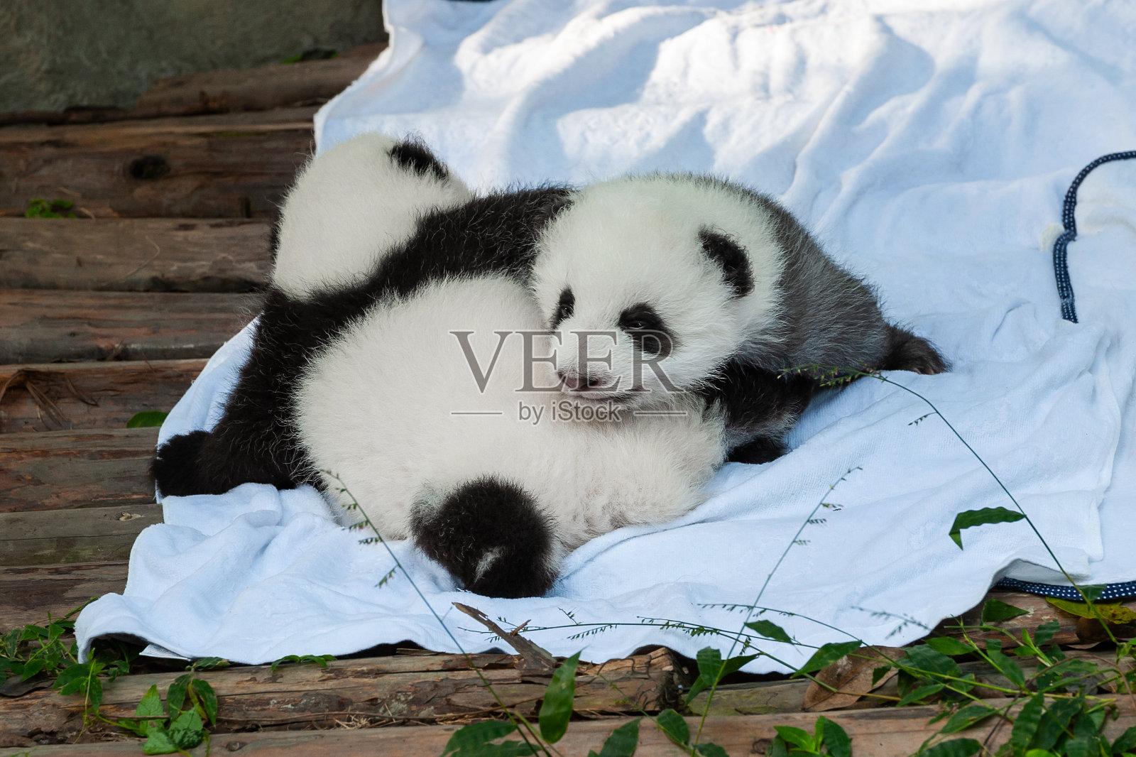 两只刚出生的熊猫在外面玩耍照片摄影图片