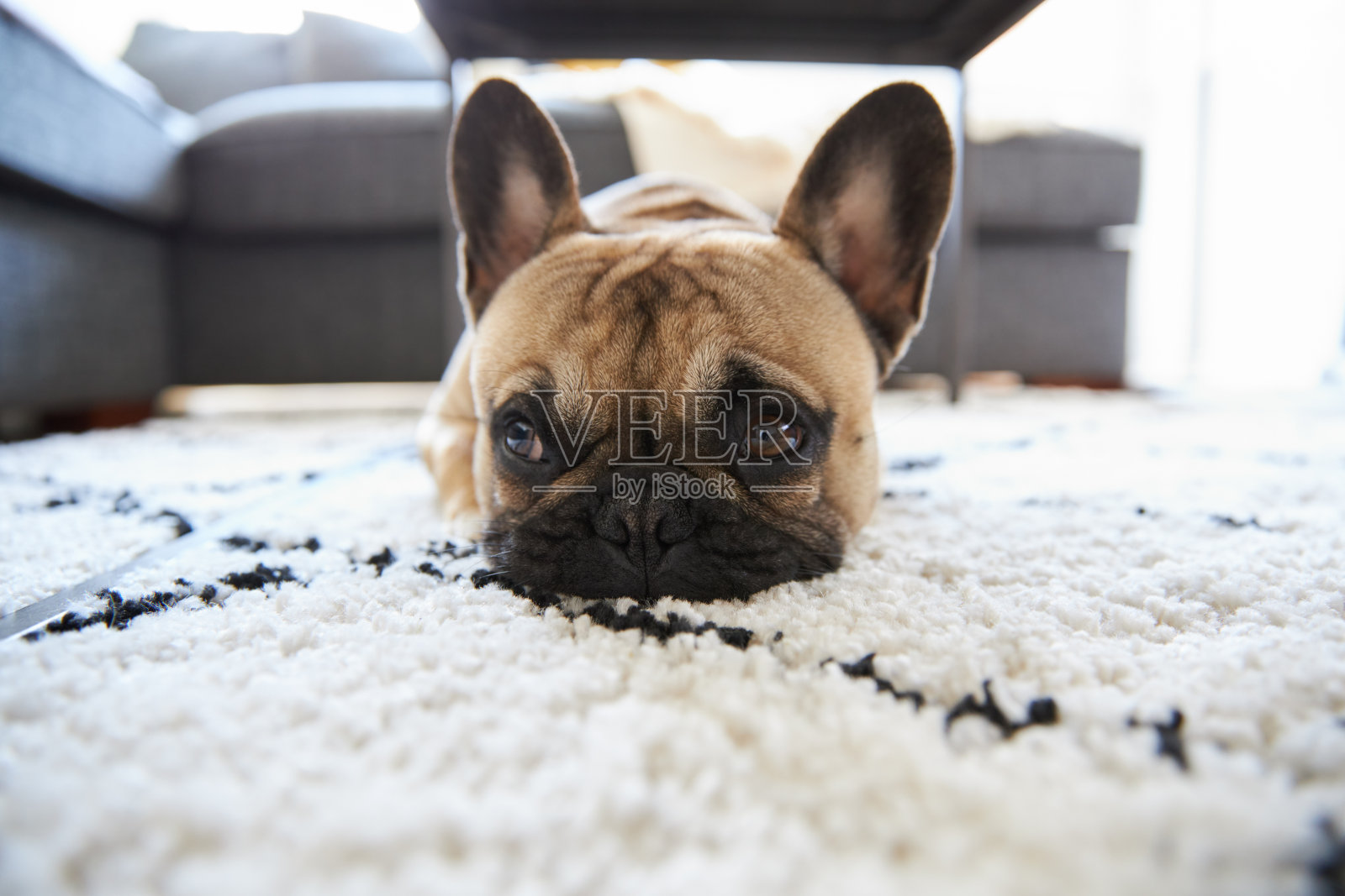 一只法国斗牛犬趴在地毯上照片摄影图片