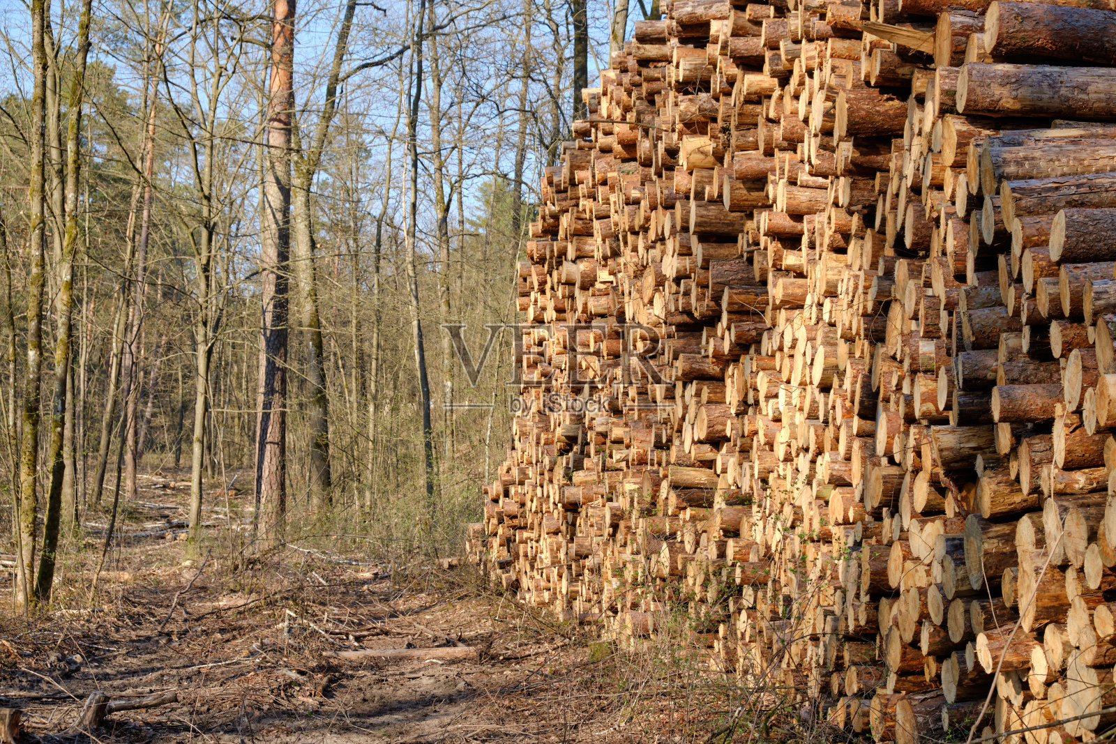 森林中巨大的柴堆照片摄影图片