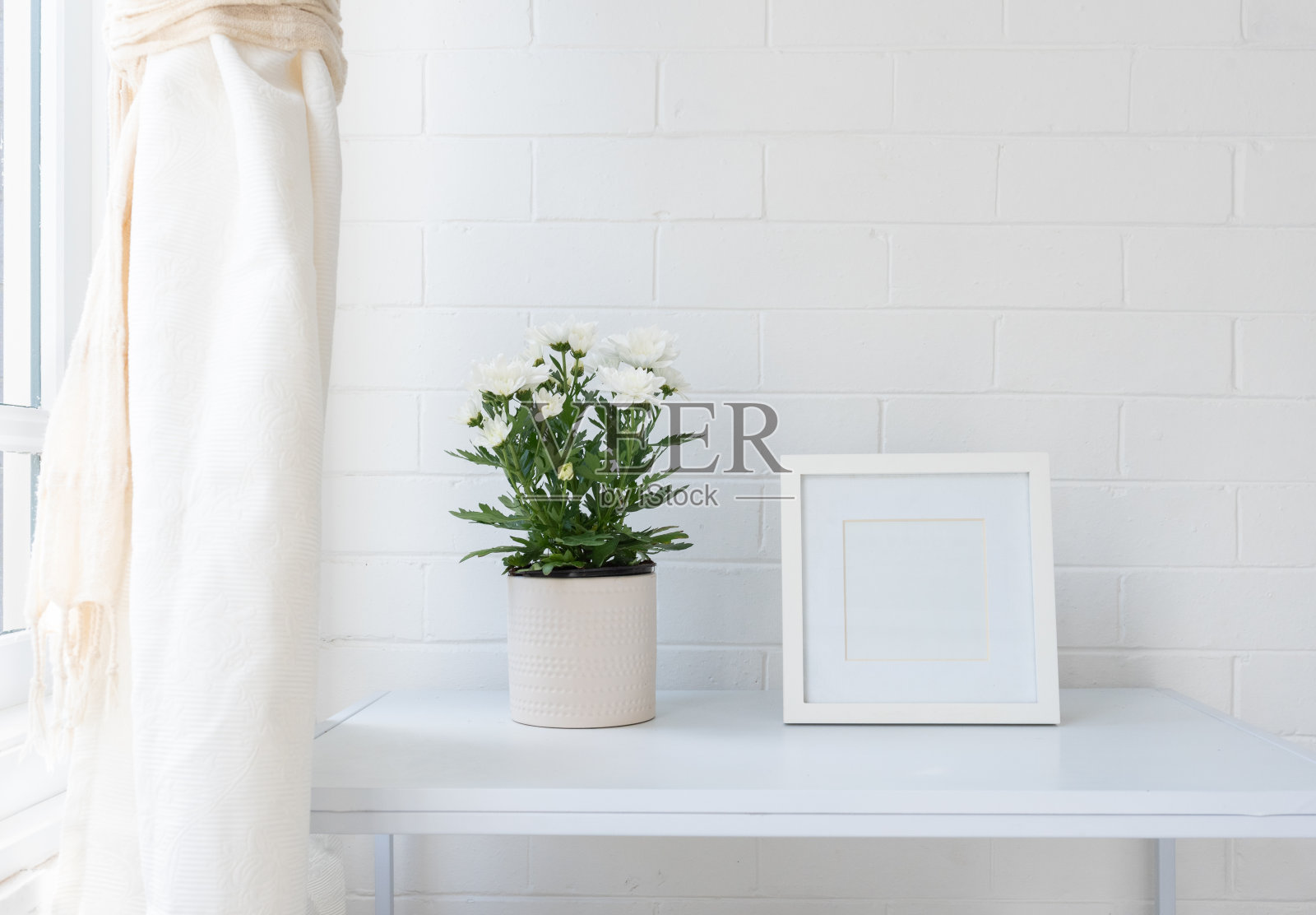 白菊花盆栽与空白方形相框照片摄影图片