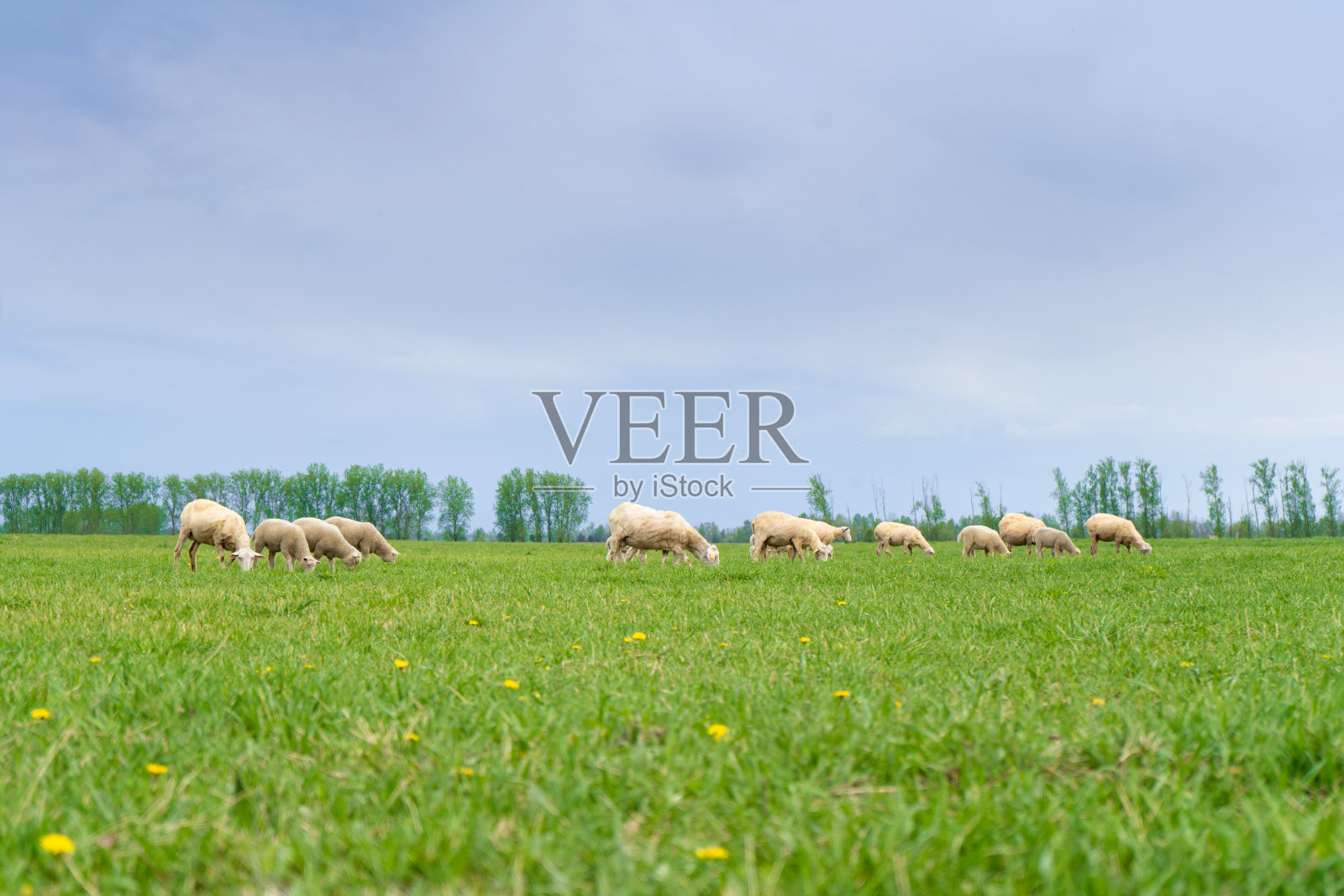 在一个阳光明媚的夏天，一群羊在绿色的田野上吃草照片摄影图片