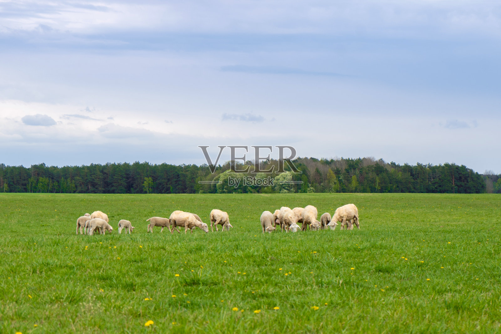 在一个阳光明媚的夏天，一群羊在绿色的田野上吃草照片摄影图片