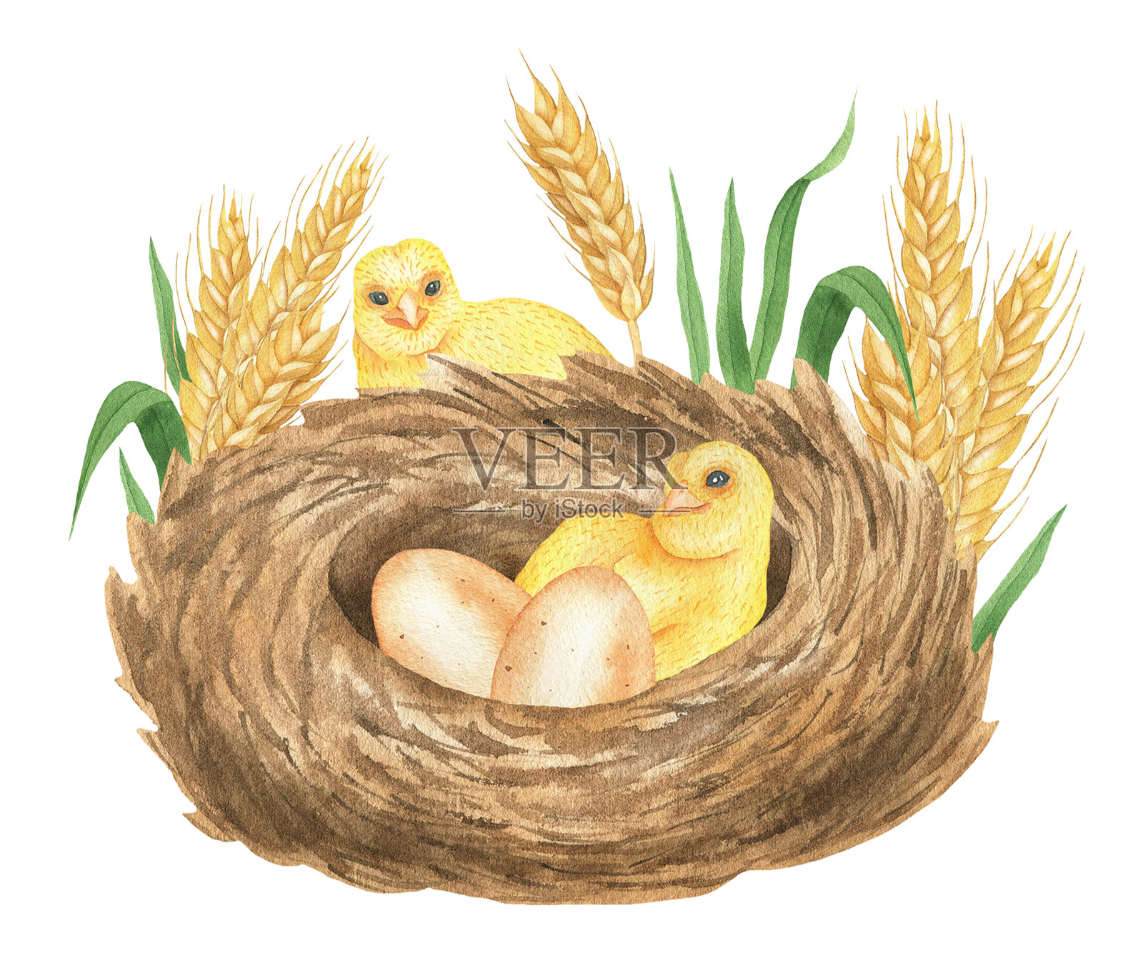 小鸡,nest.jpg插画图片素材