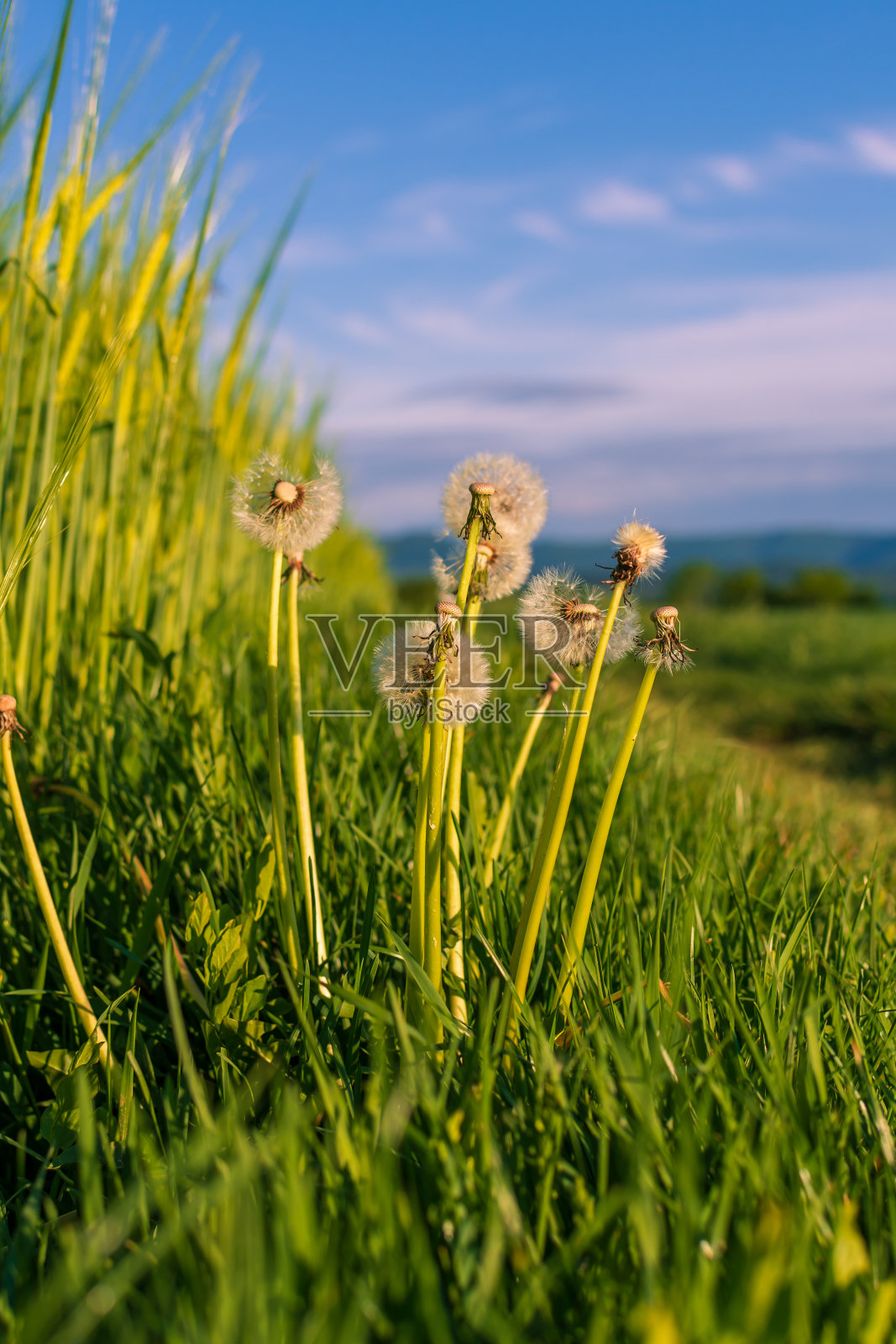 春夏季草地上的蒲公英照片摄影图片