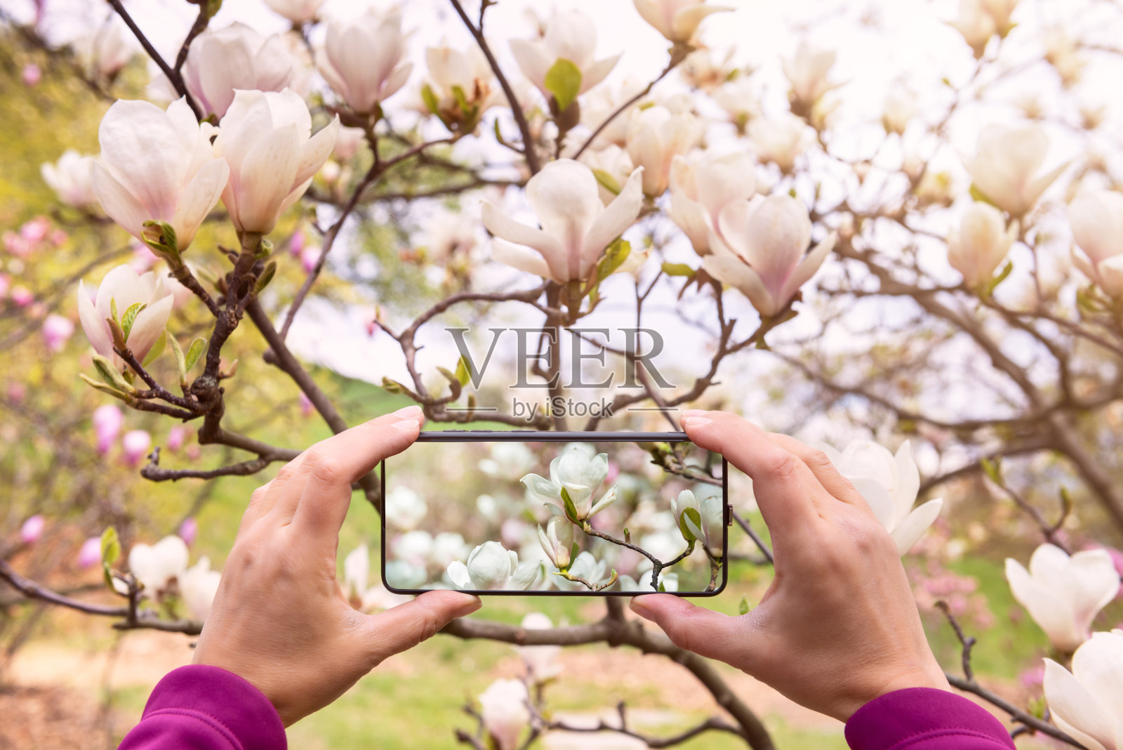 女人用智能手机在花园里捕捉美丽的玉兰花照片摄影图片