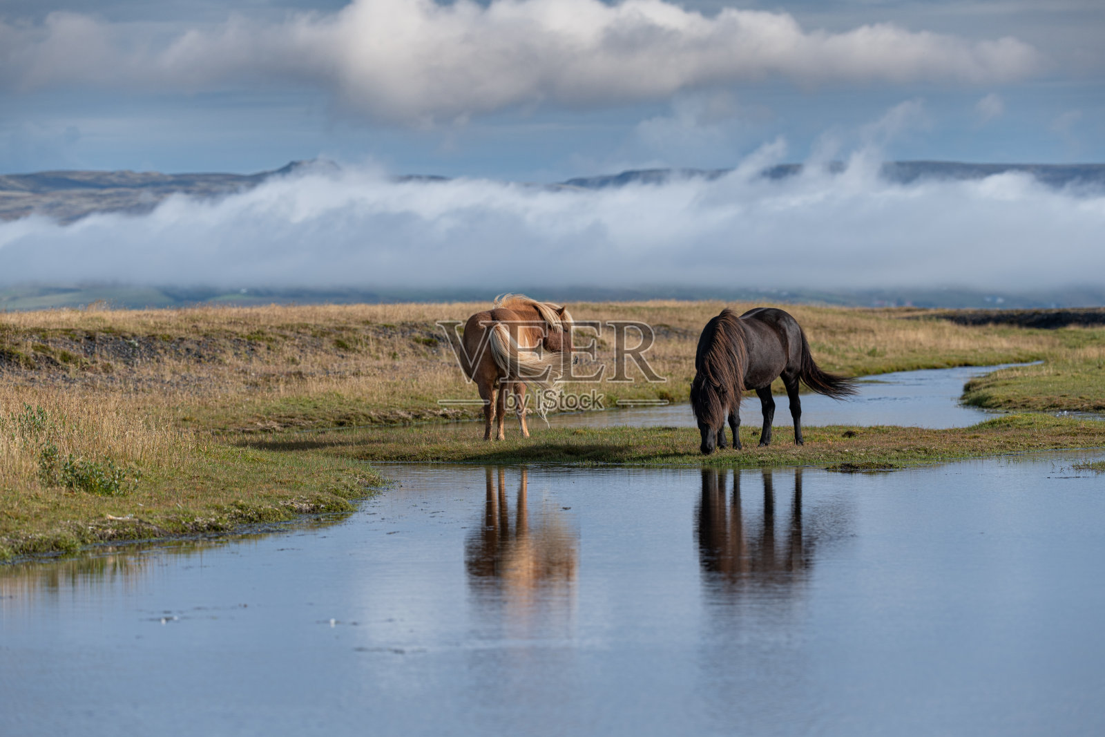 冰岛河岸上的冰岛野马。照片摄影图片