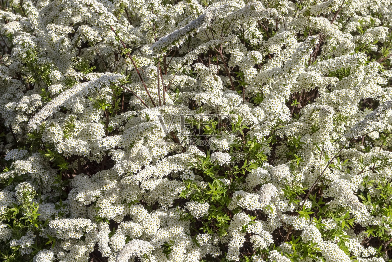 开白花的灌木照片摄影图片