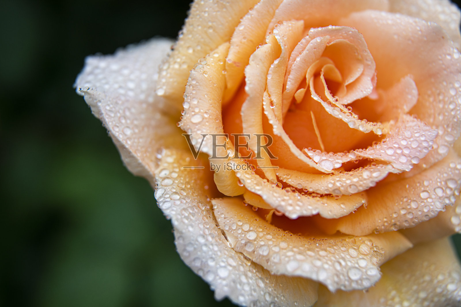 桃色玫瑰带露珠照片摄影图片