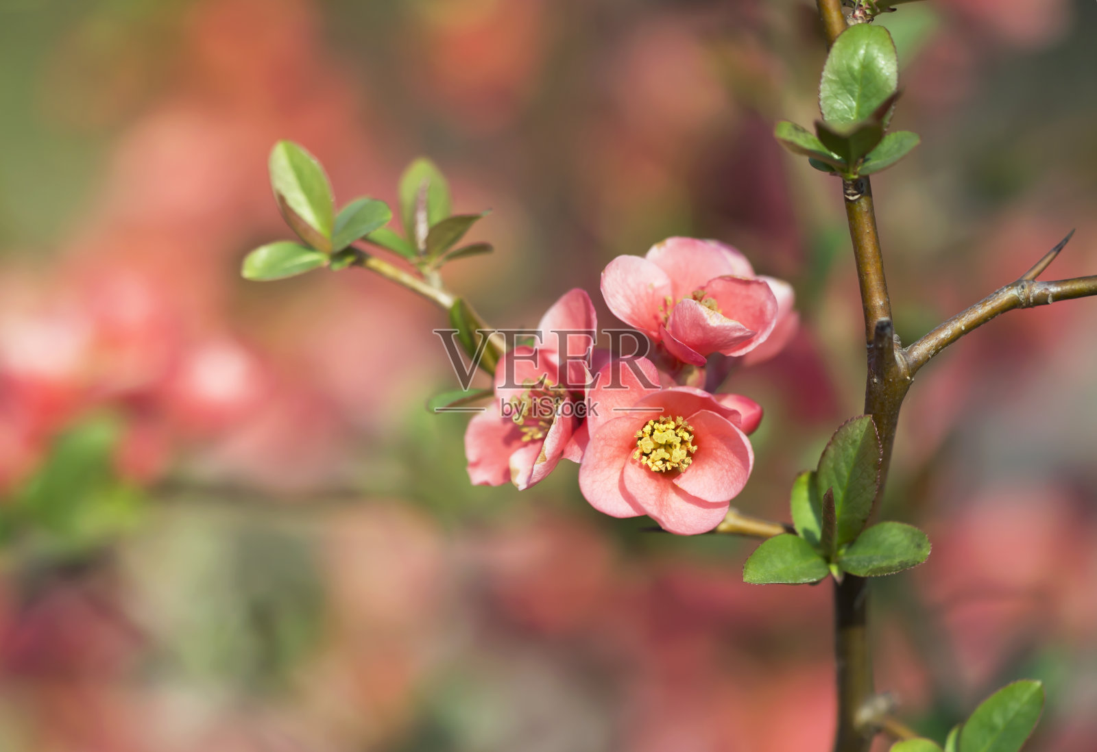 夏天，春天大自然，粉红色的日本蔷薇，日本榅桲花照片摄影图片