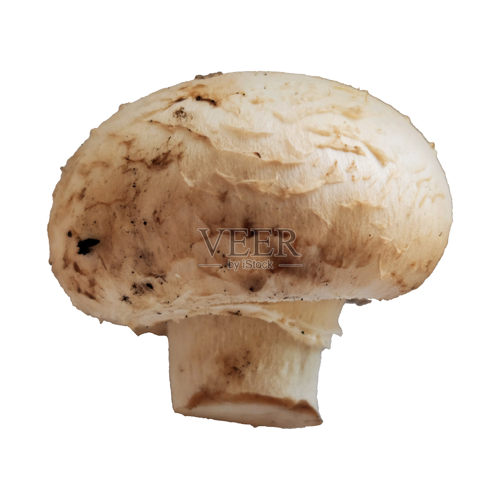 一个单独的香菇孤立在白色背景微距照片照片摄影图片