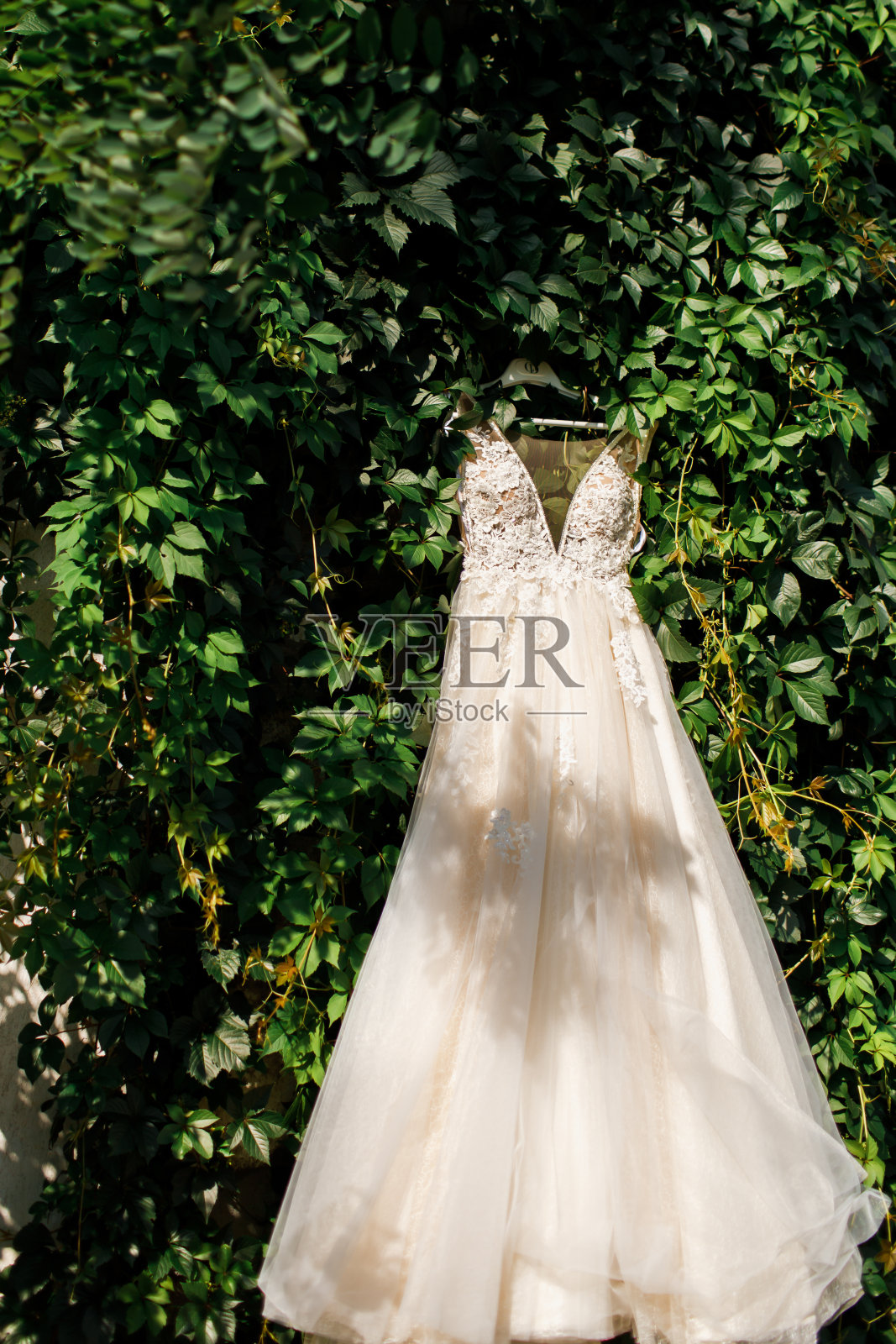 婚纱摄影:蕾丝婚纱挂在一棵常青树上照片摄影图片