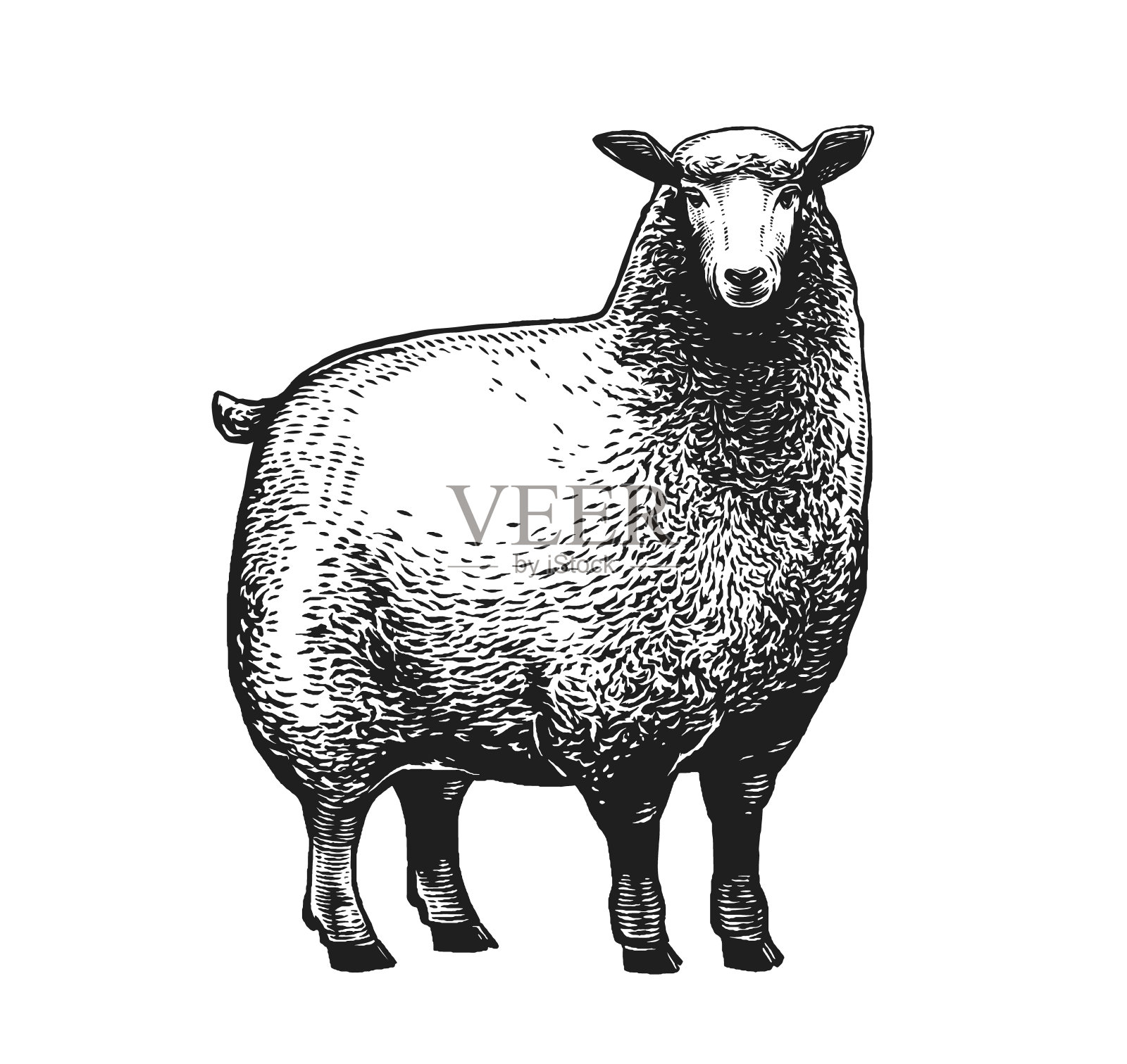 羊的矢量插图在白色的背景图形风格。设计元素图片