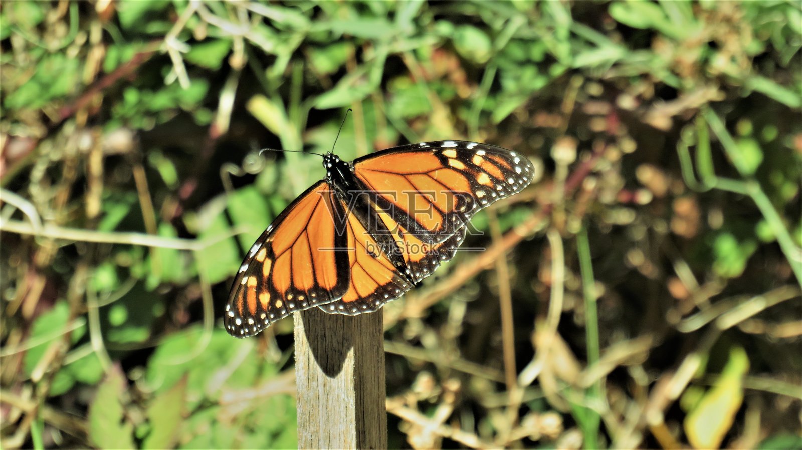 一个黑脉金斑蝶照片摄影图片