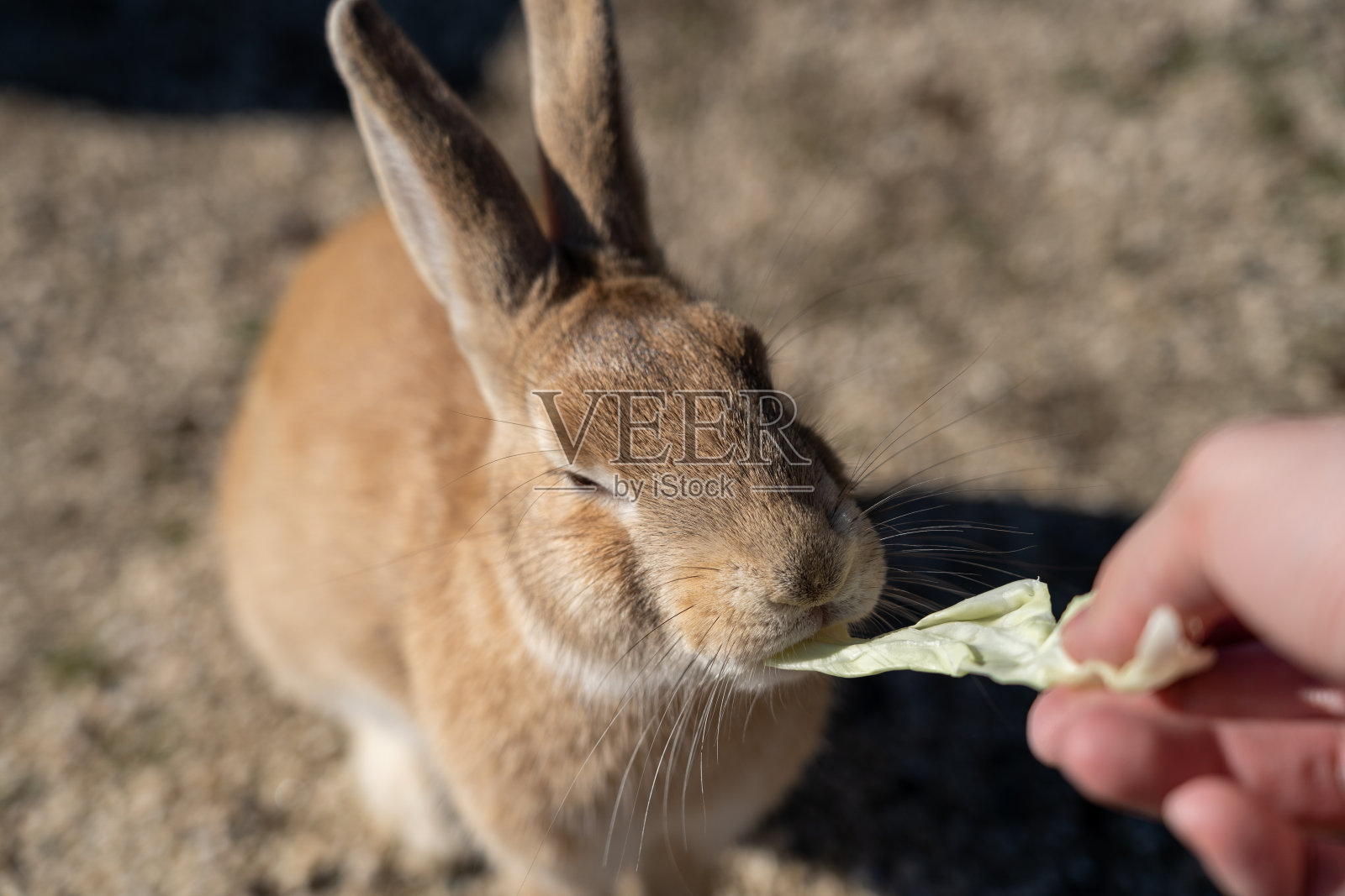 在大野岛喂野兔。日本广岛县照片摄影图片