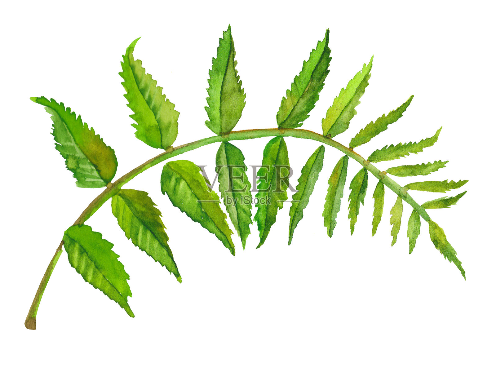一根绿色的罗文叶子。植物水彩插图的植物孤立在一个白色的背景插画图片素材