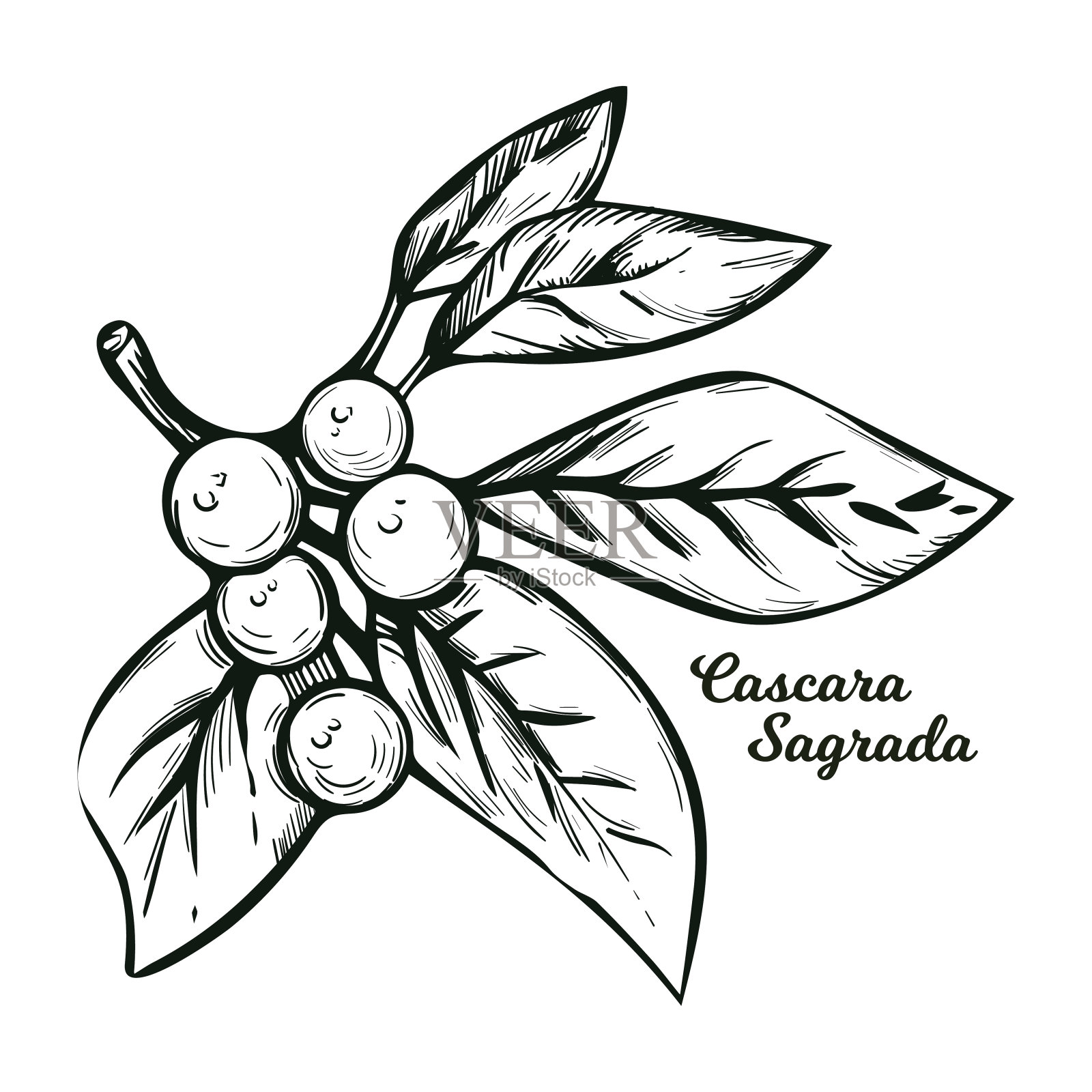 绿叶卡斯卡拉熊莓植株分离载体插图。鼠李，鼠李，奇努克语，壳棒和几丁质purshiana。插画图片素材