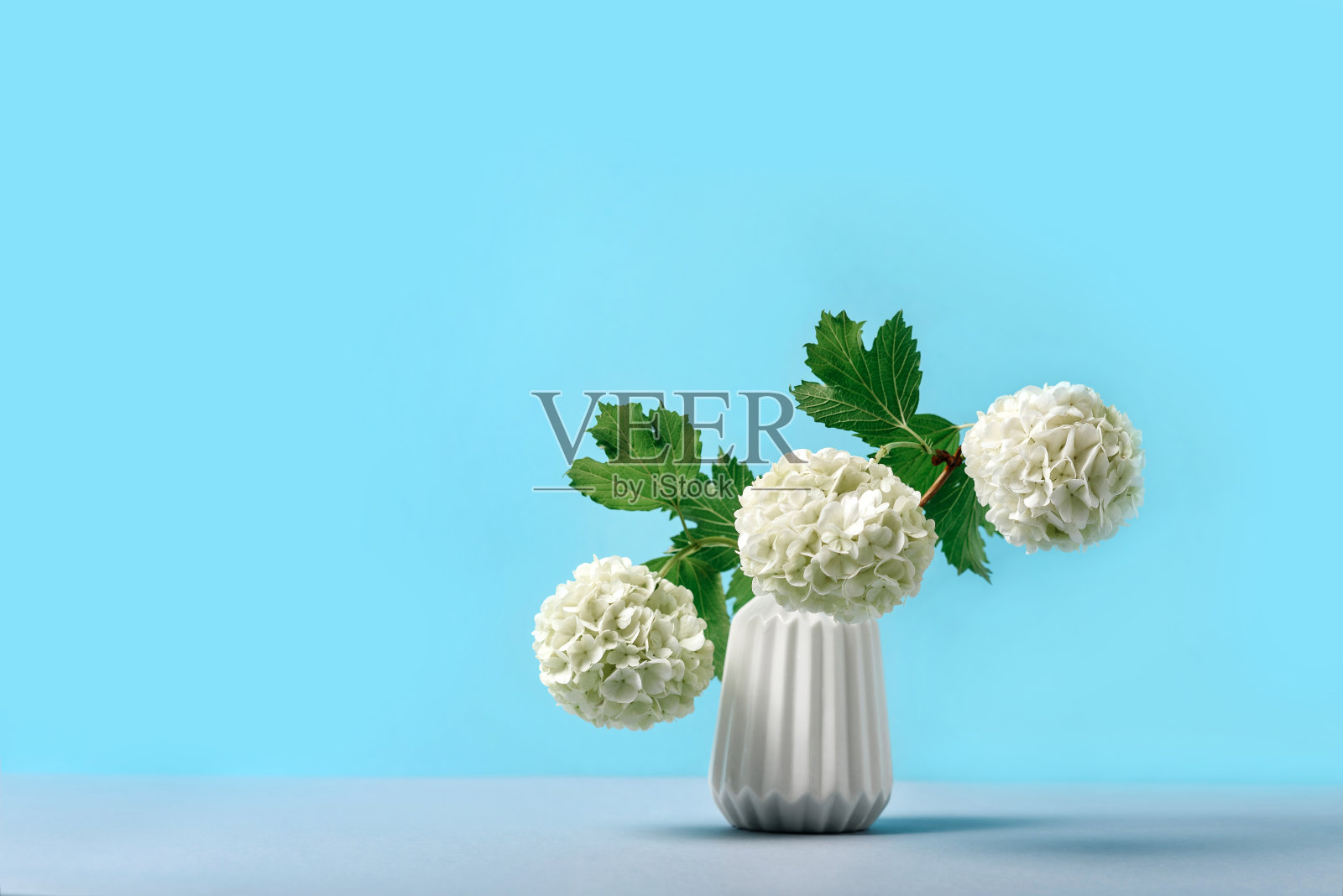 绣球花在一个白色的花瓶上，在蓝色的背景照片摄影图片