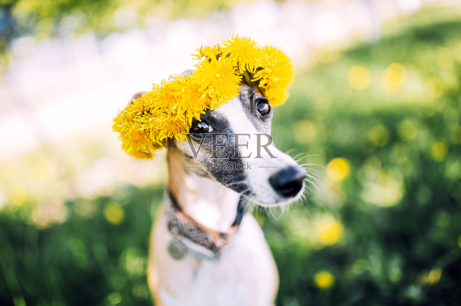 可爱的小狗戴着黄色的蒲公英花圈，坐在绿色充满活力的田野里。照片摄影图片