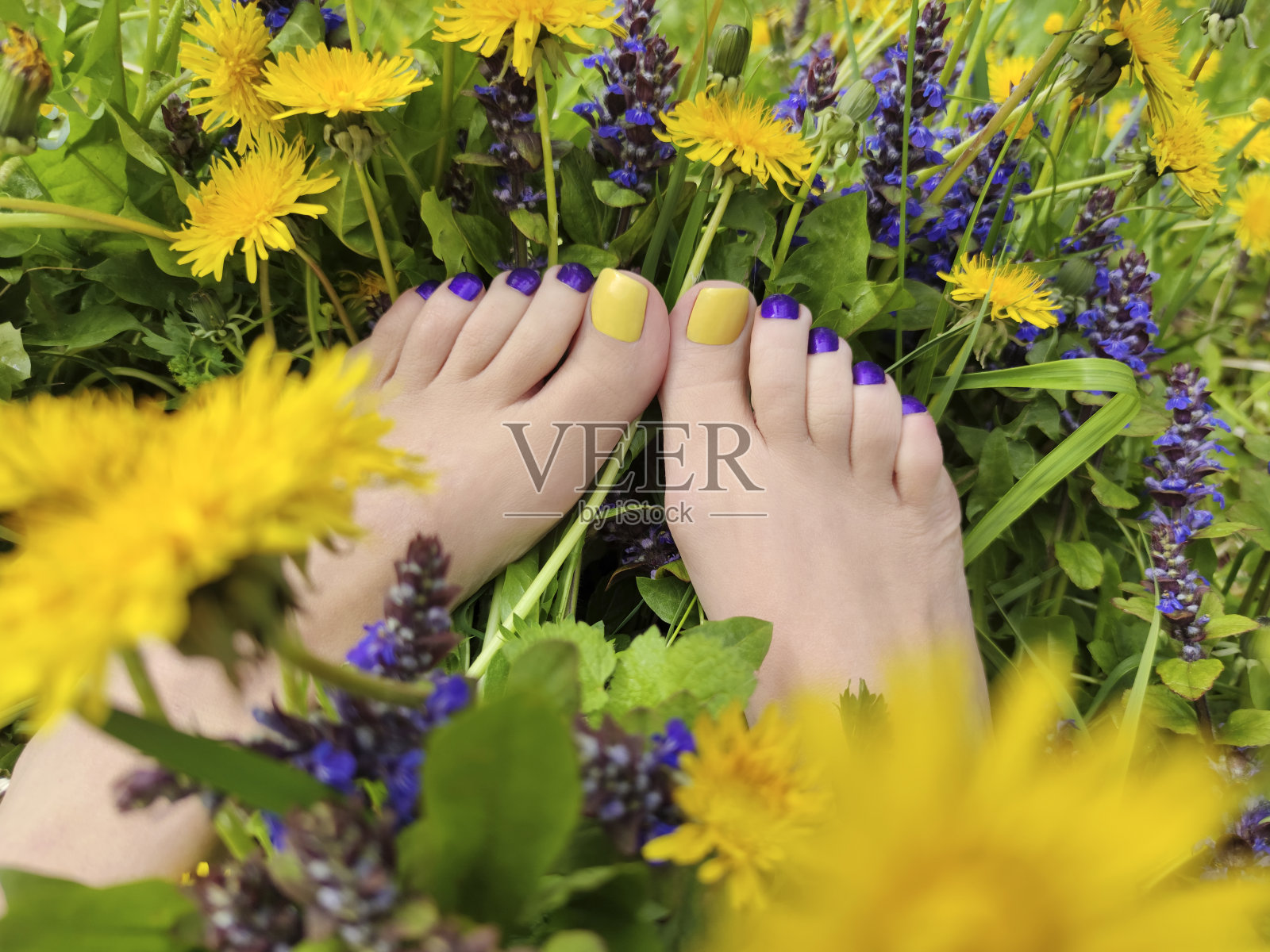 美丽的多色黄色，蓝色，紫色足疗在一个女性的脚与不同的夏季花照片摄影图片